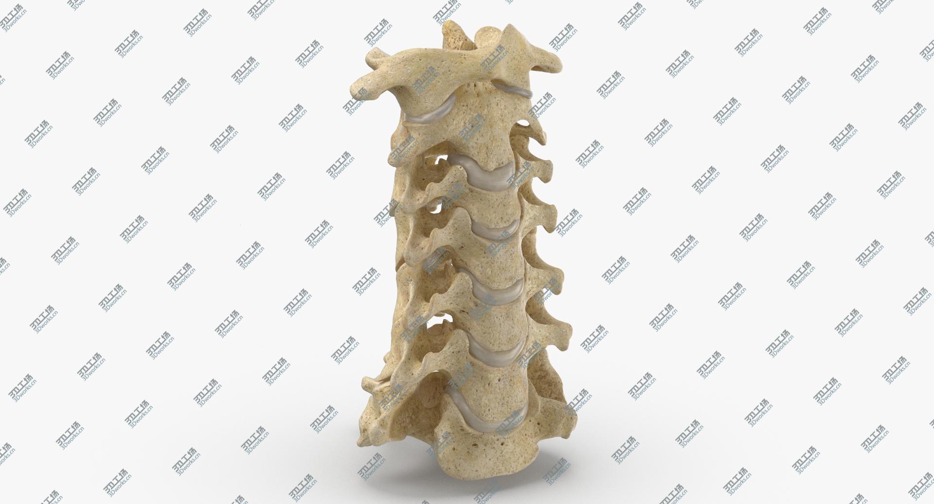 images/goods_img/2021040163/Real Human Neck Cervical Vertebrae C1 to C7 Bones With Intervertibral Disks 01 model/5.jpg